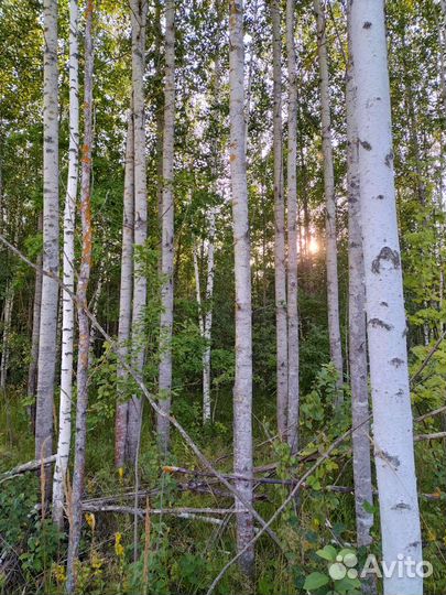 Отдам осину и березу бесплатно