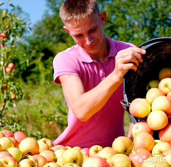 Работник по сборке яблок в саду с проживанием