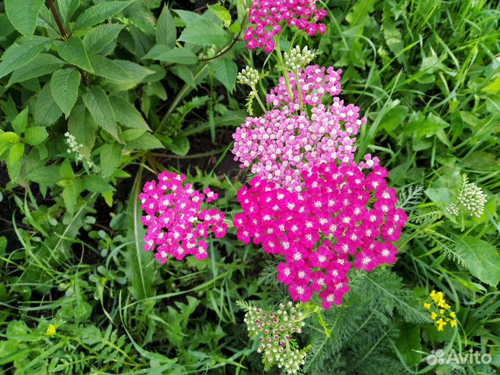 Флоксы, тысячелистник, душевник котовниковый