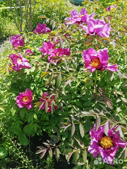 Пион древовидный Фиолетовый лотос