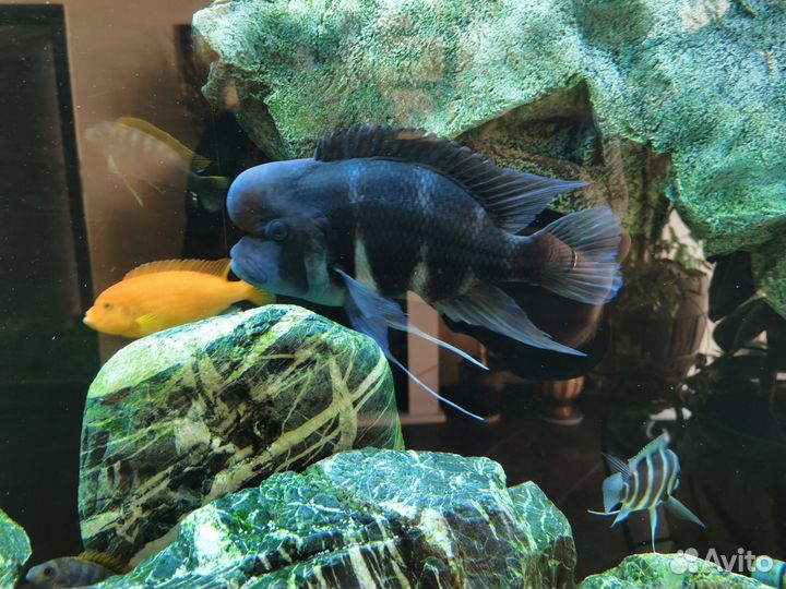 Фронтоза Бурунди