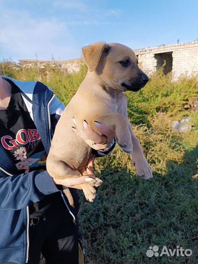 Маленькая собака Оливия в самые добрые руки