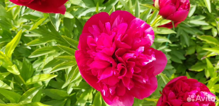 Пионы нежно-розового и ярко-розового цвета