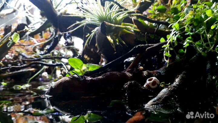 Палюдариум