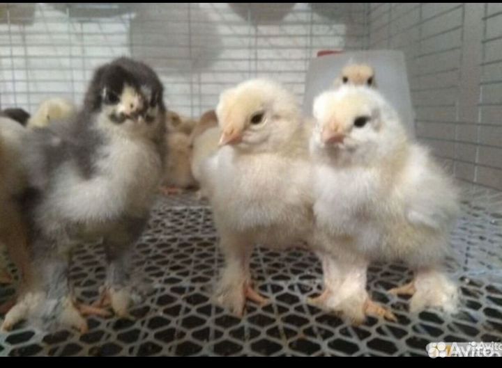 Цыплята брама подрощенные