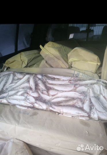 Рыба Ряпушка