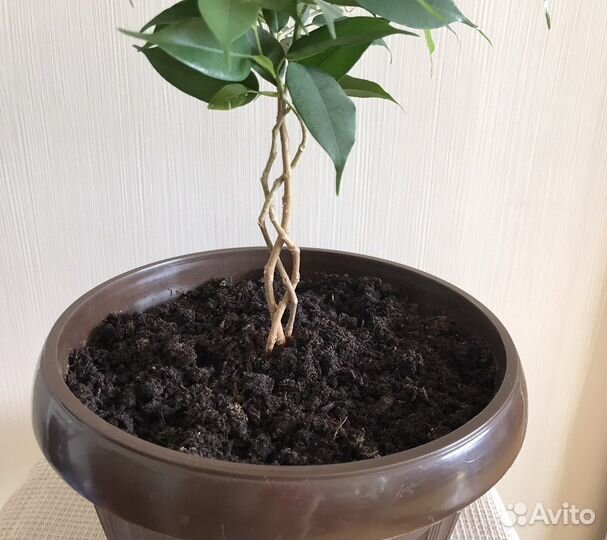 Фикус бенджамина Наташа