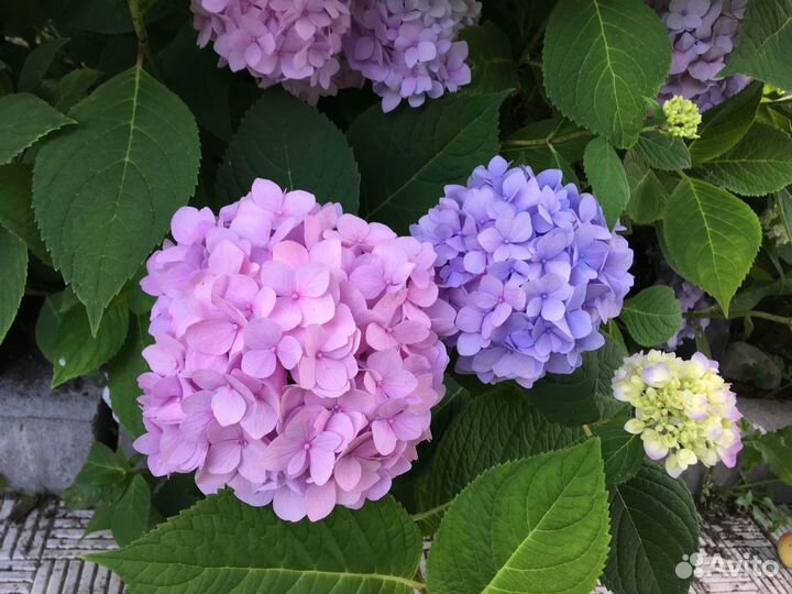 Самая эффектная гортензия