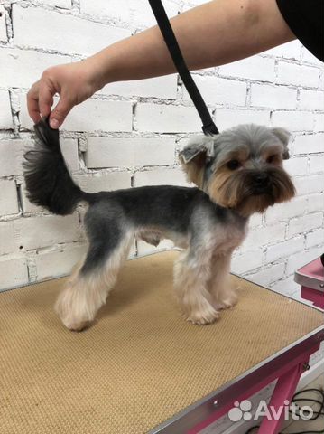 Груминг Тримминг Стрижка