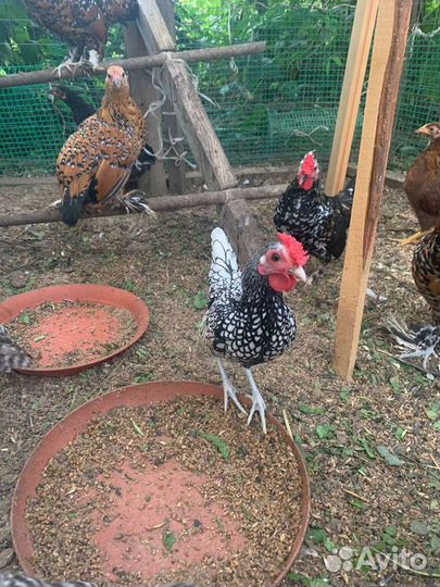 Куры мельфлеры