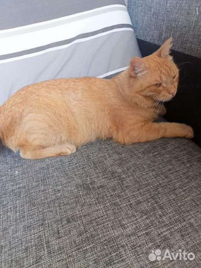 Рыжее солнышко ищет дом