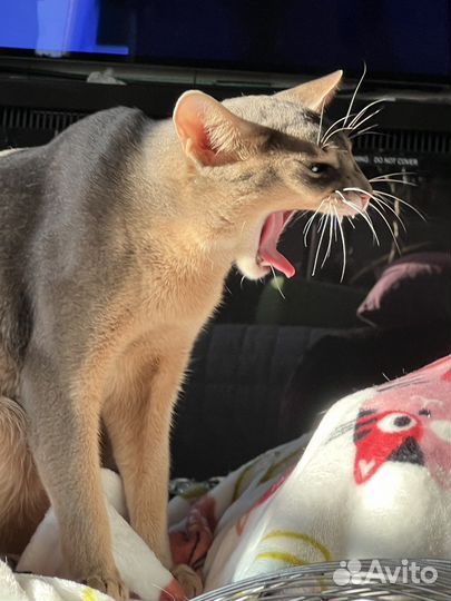 Котята Абиссинской породы