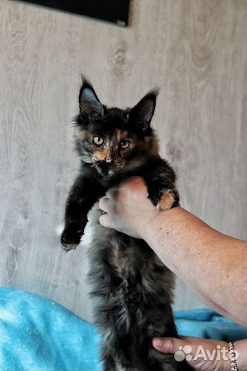 Котята мейн-кун