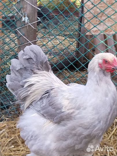 Молодой Пётр