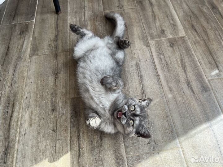 Котенок 4 месяца девочка