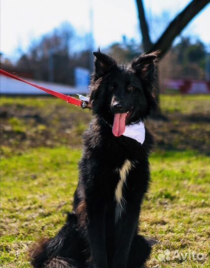 Собака из приюта ищет дом