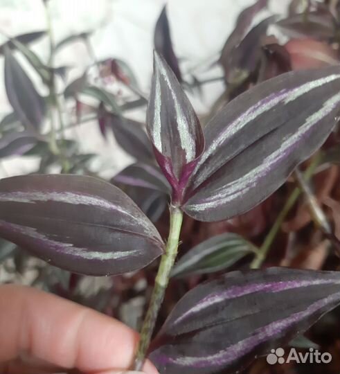 Традесканция Зебрина