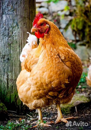 Инкубационное яйцо