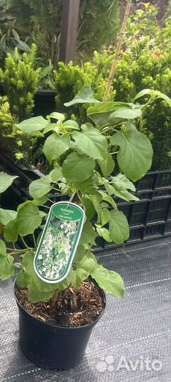 В продаже гортензия Черешковая