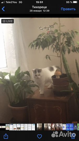 Кошечка в добрые руки