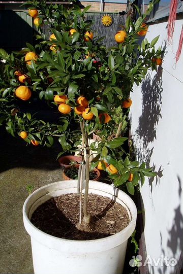 Мандариновое дерево плодоносящее для дома или сада