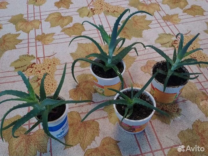 Алоэ столетник