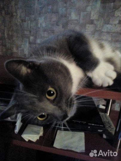 Умерла хозяйка, пристраиваем кошку и кота