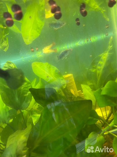 Продам аквариум с рыбками