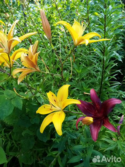 Луковицы лилий