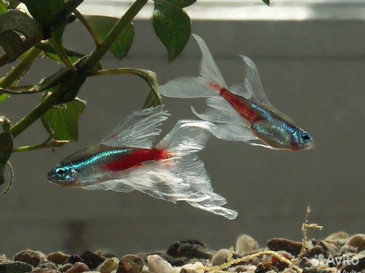 Неон красный, голубой - аквариумная рыбка доставка