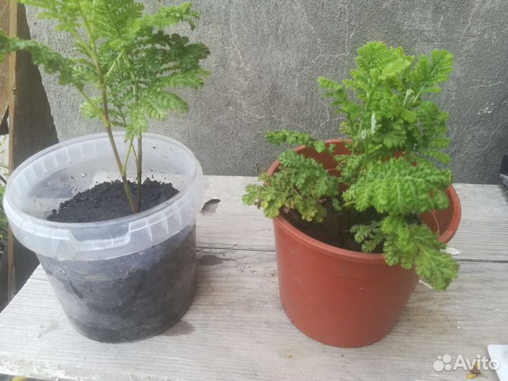 Маранта. Папортники