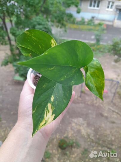 Строманта триколор, ктенанта,сциндапсус,эпипремнум