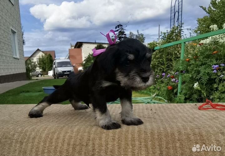 Мальчики цвергшнауцера