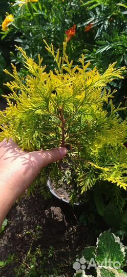 Красавицы ели