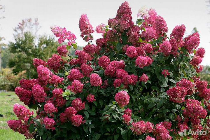 Гортензия метельчатая симс ред