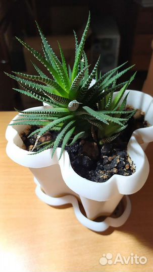 Традисканции, сукуленты Хавортия 