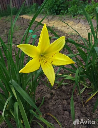 Флокс Лилейник Хризантема Лилия Хоста Гайлардия