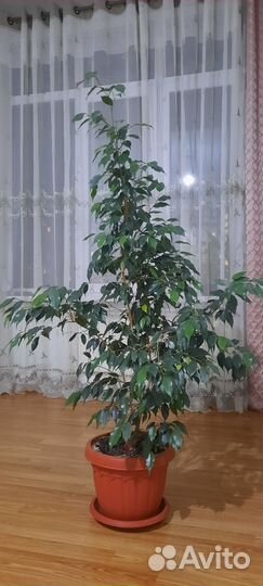 Фикус бенджамина 130см