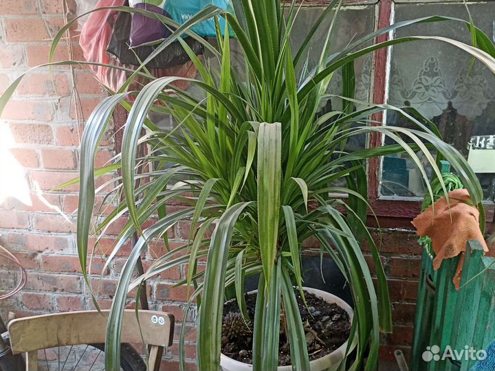 Продам цветы комнатные