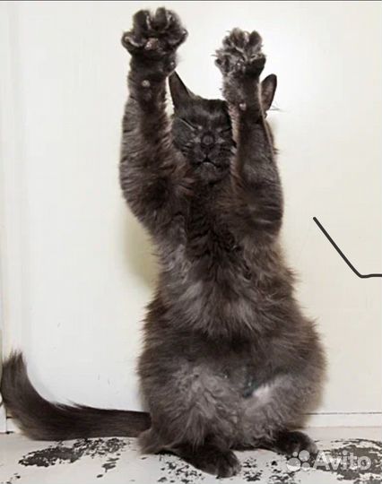 Кошки бесплатно