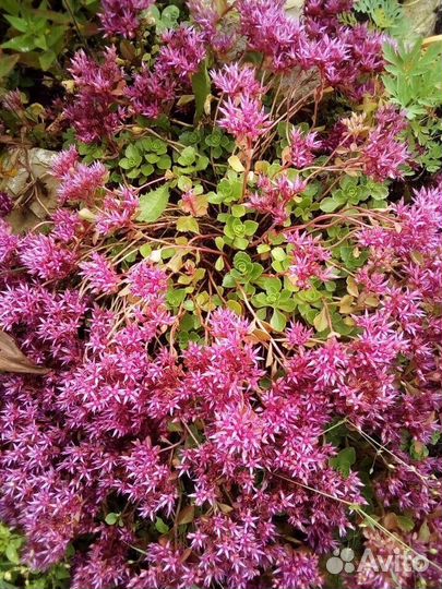 Почвопокровные растения