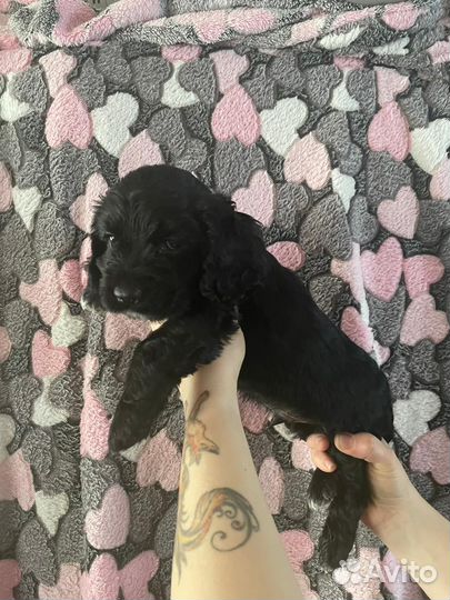 Щенки американского кокер спаниеля