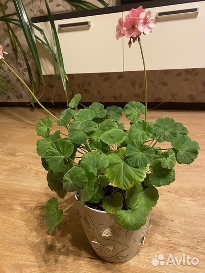 Пеларгония Звезда Подмосковья