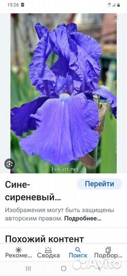 Ирисы сортовые