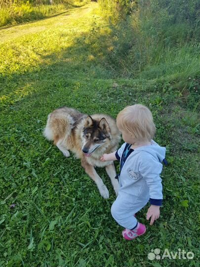 Выгул собак догситтер