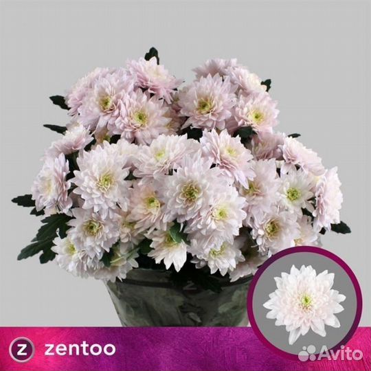 Цветы оптом хризантемы