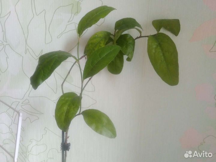 Домашние цветы