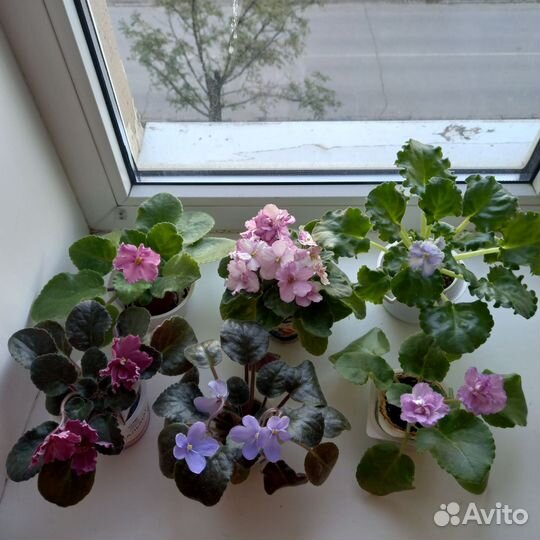 Фиалки сортовые