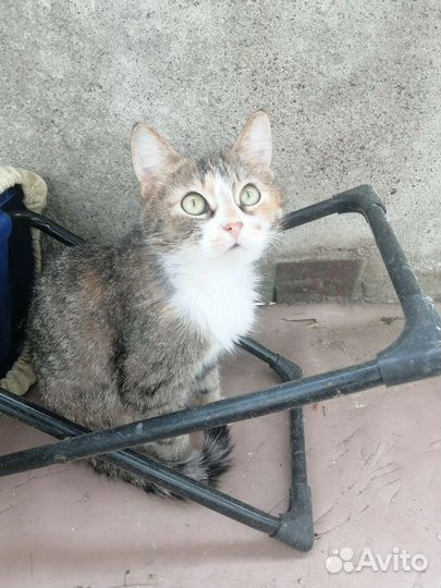 Отдам бесплатно животные