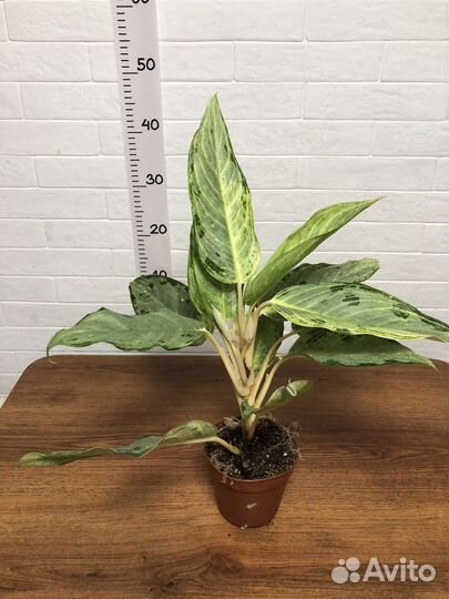 Аглаонема Пикок вайт гибрид